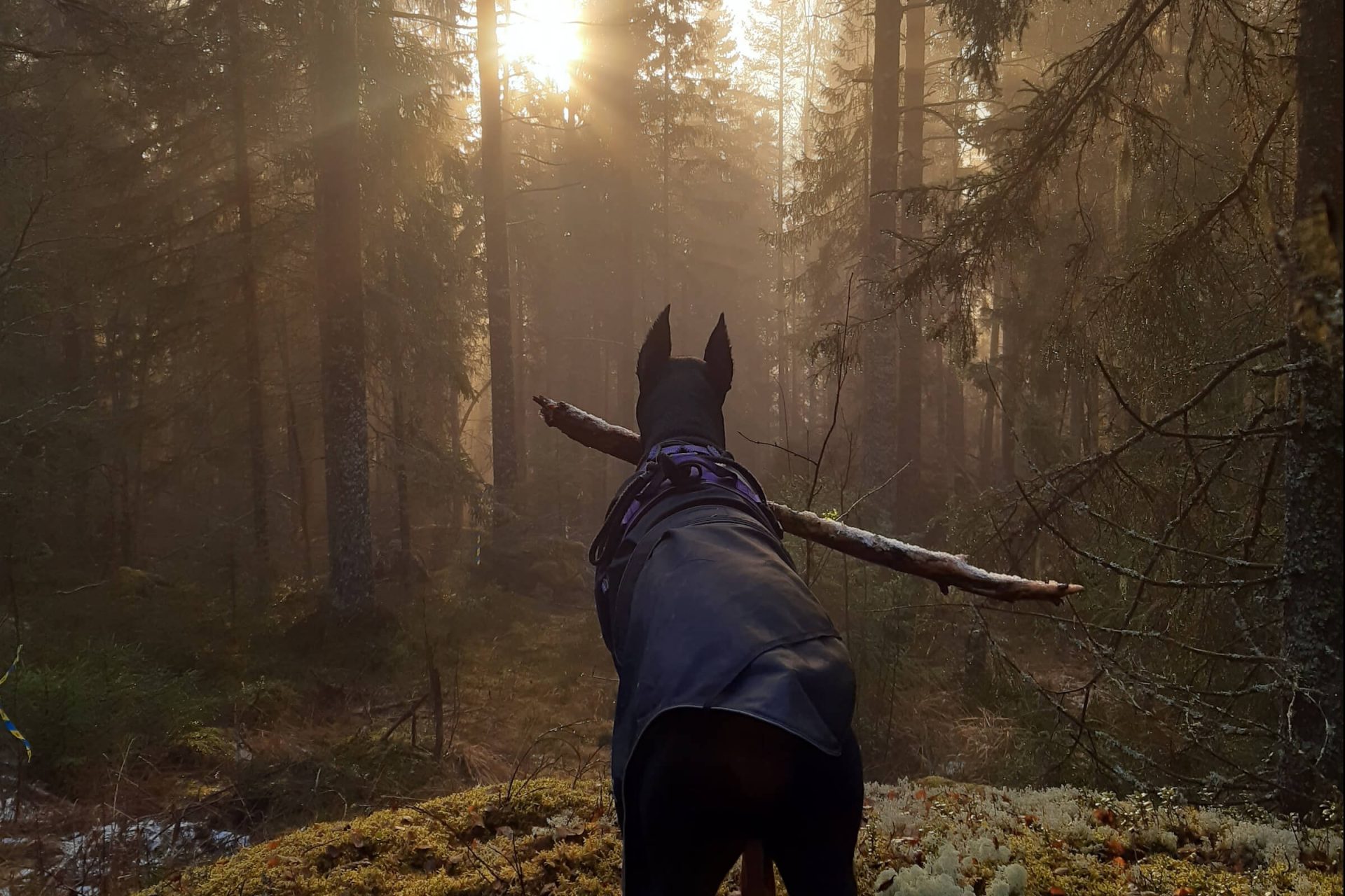 vasternorrland